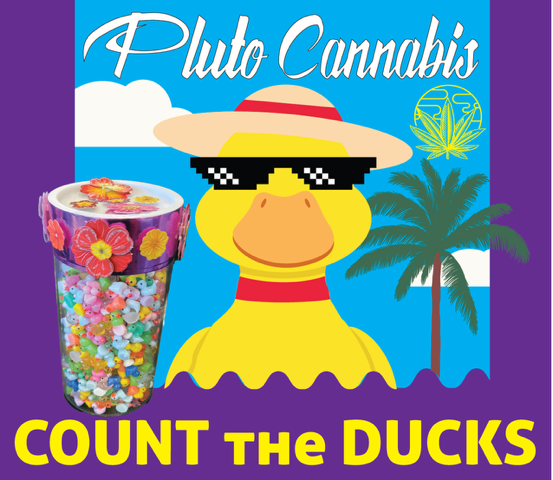 Pluto Count the Ducks